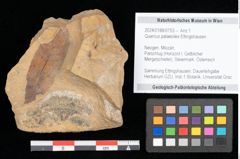 Foto (Objekt + Etikett) von Quercus palaeoilex Ettingshausen (NHMW-GEO-2024-0188-0753)